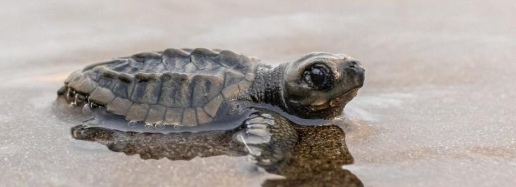 Schildkröten Costa Rica